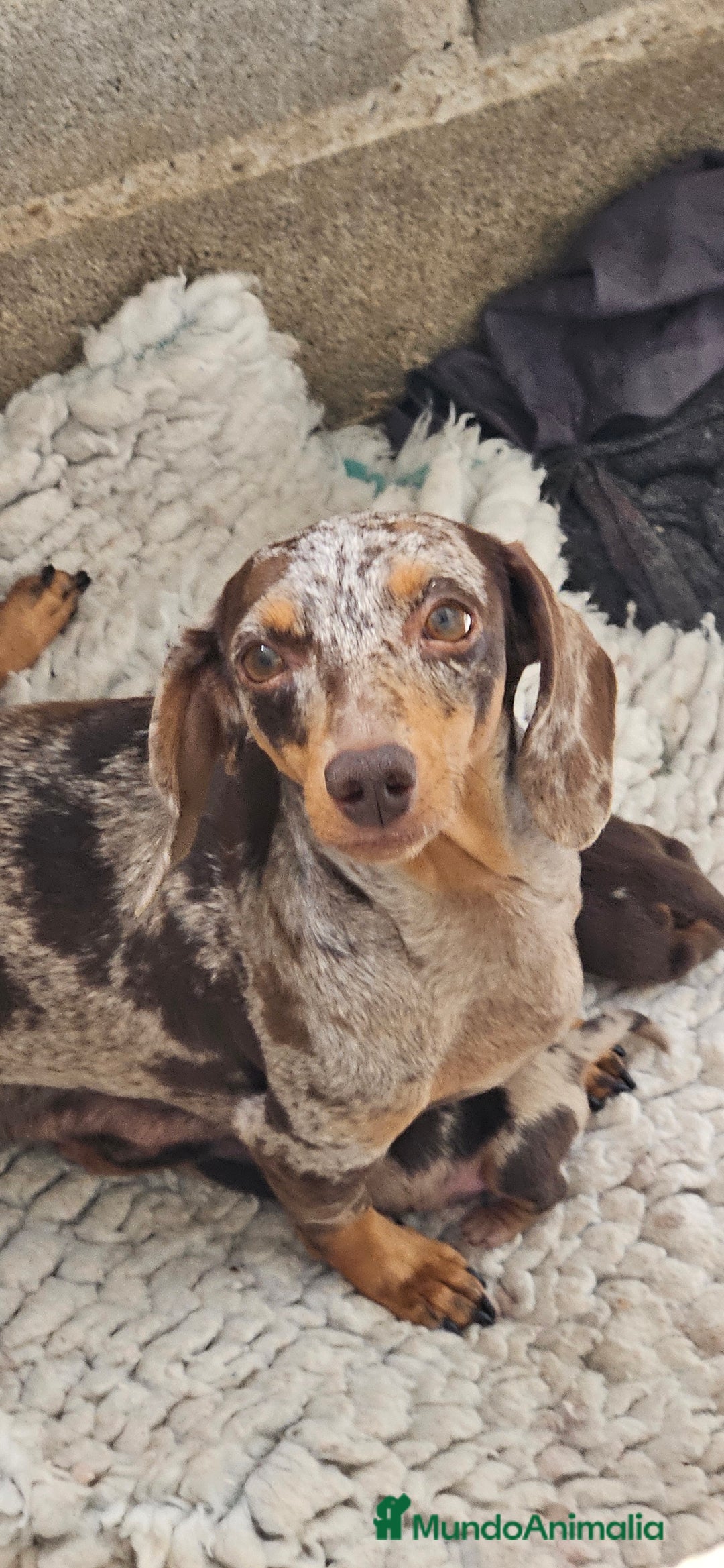 Teckel perros en venta: Teckel miniatura  - Imagen 6