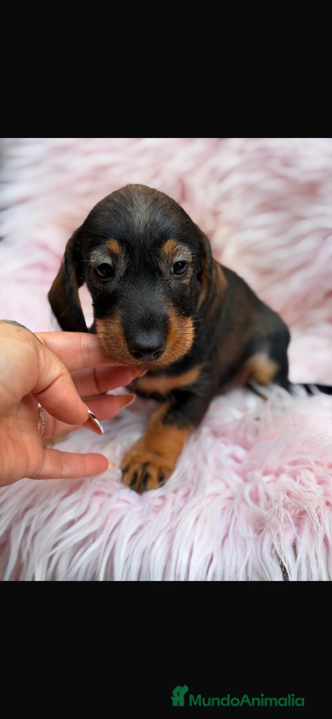 Teckel Miniatura perros en venta: Teckel pelo duro🐾PRECIO REAL!! - Anuncio 3
