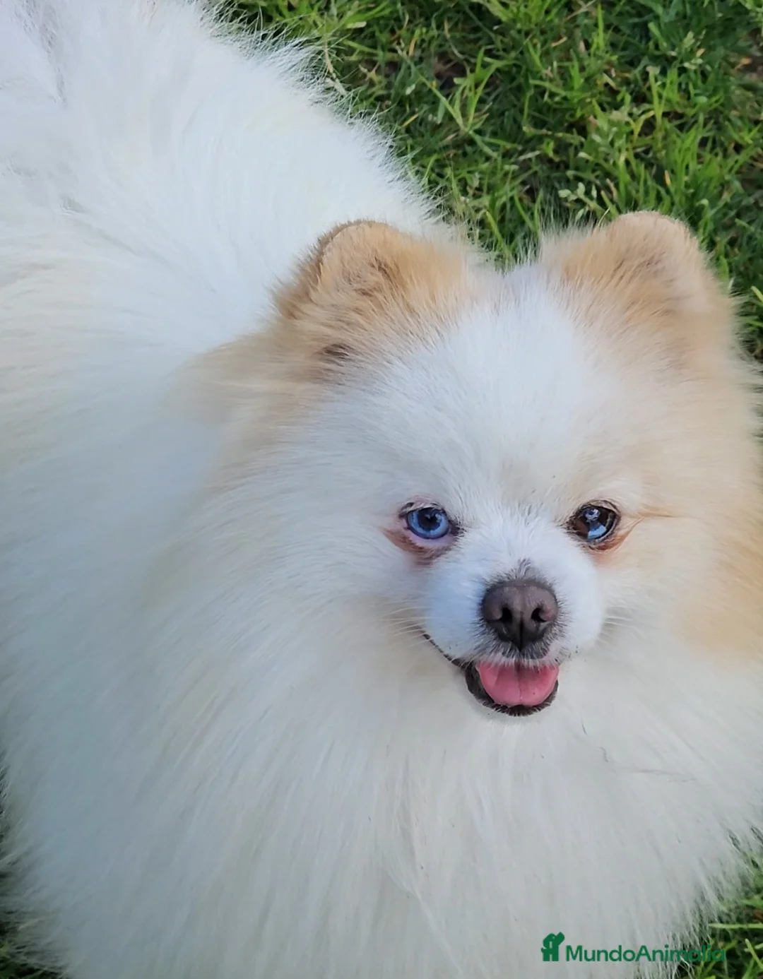 Pomerania perros en venta: POMERANIA JOVEN OJO AZUL - Anuncio 1