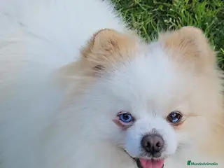Pomerania perros POMERANIA JOVEN OJO AZUL - Anuncio 1