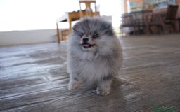 Pomerania perros en venta: 🌌 Prodigy – Pomerania Merlé en miniatura 🐾 - Imagen 4