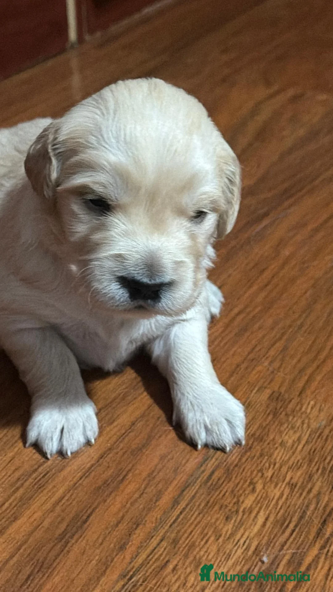 Golden Retriever perros en venta: Golden Retriever  en Salamanca - Anuncio 2