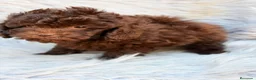Maltipoo perros en venta: Maltipoo F1B chocolate  - Anuncio 7