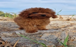 Caniche Toy perros en venta: TOYS 50% LINEA ASIATICA MACHO Y HEMBRA - Imagen 2