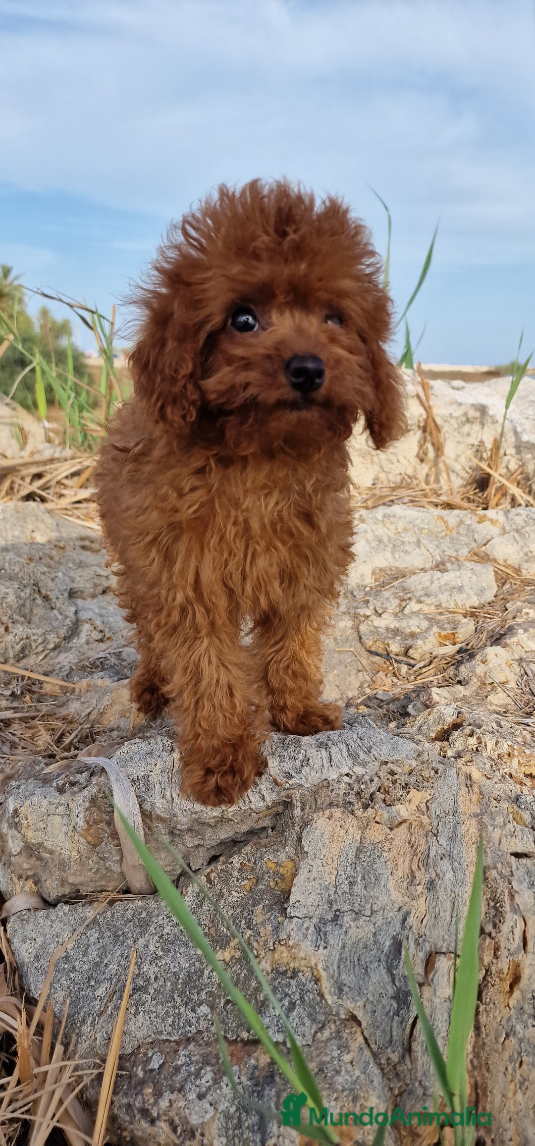 Caniche Toy perros en venta: TOYS 50% LINEA ASIATICA MACHO Y HEMBRA - Imagen 2
