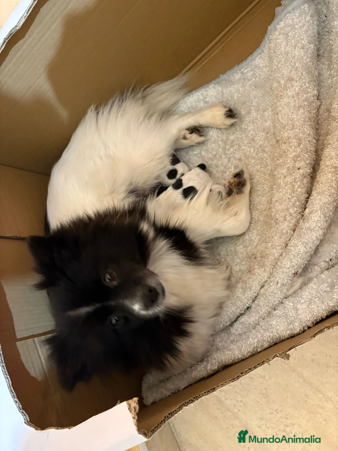 Pomerania perros en venta: Pomeranias toy desde 650€ varios colores  - Anuncio 7