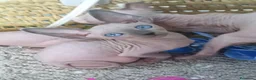 Sphynx gatos en venta: SPHYNX  en Madrid - Anuncio 4