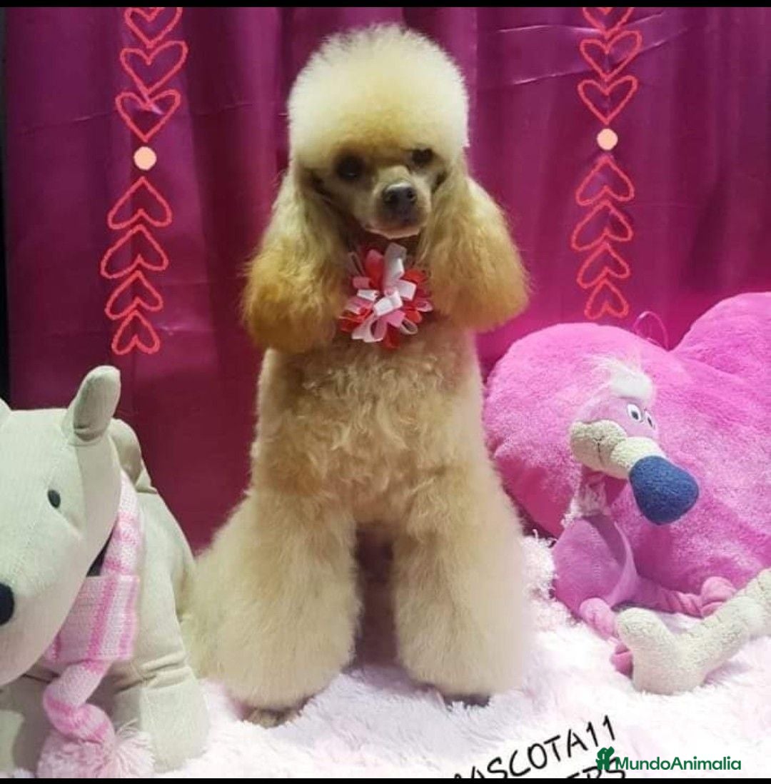 Caniche Toy perros Caniche toy - Anuncio 1