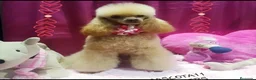 Caniche Toy perros en venta: Caniche toy - Anuncio 1