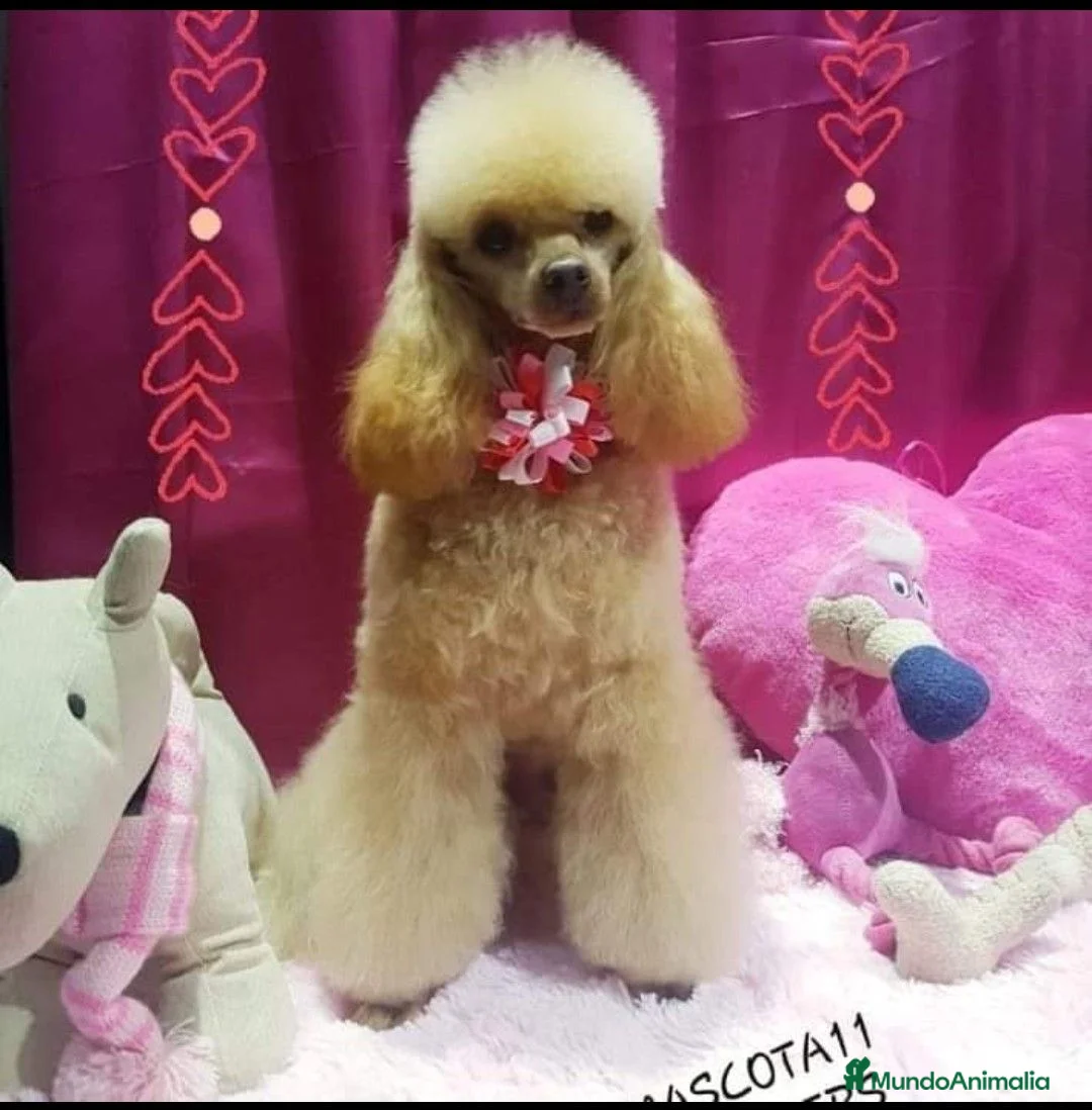 Caniche Toy perros en venta: Caniche toy - Anuncio 1