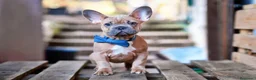 Bulldog Francés perros en venta: BULLDOG FRANCES - MADRID - ENTREGA  - Anuncio 3