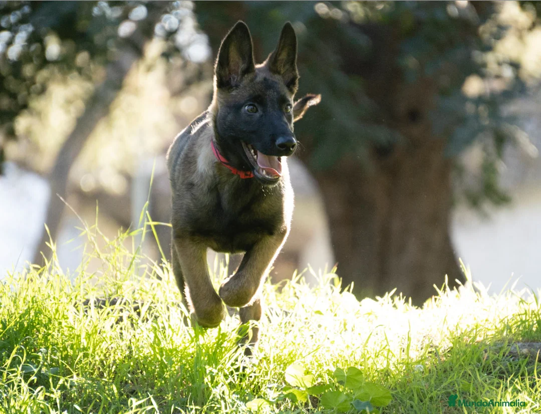 Imagen de galería {{count}}