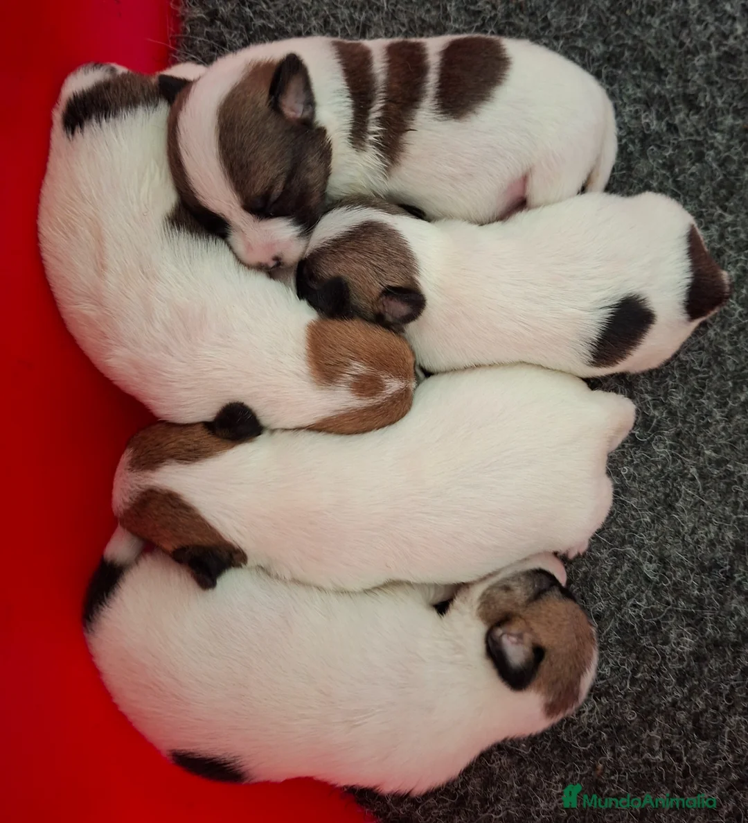Jack Russell Terrier perros en venta: Jack Russell - Anuncio 2