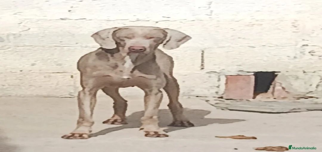 Imagen de galería {{count}}