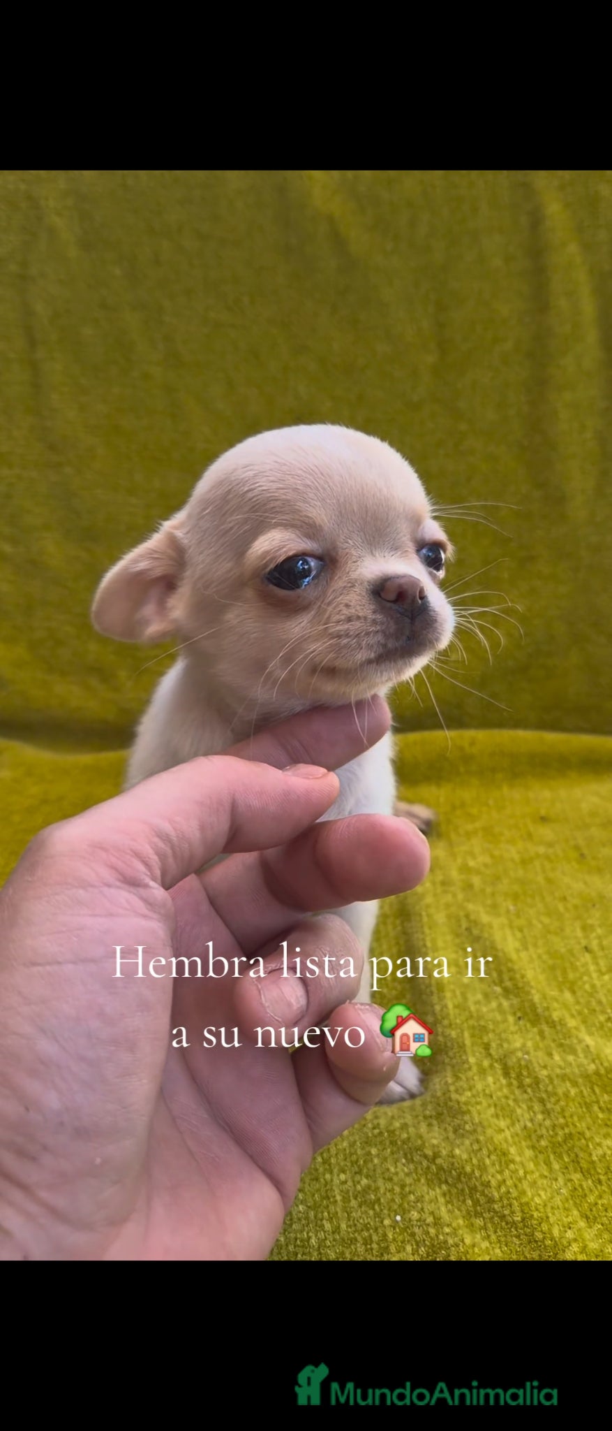 Chihuahua perros en venta: Hembra chihuahua  - Anuncio 1