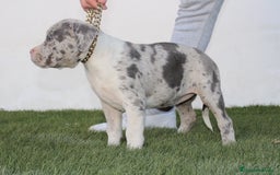 American Pit Bull Terrier perros en venta: American pitbull terrier criados en casa - Imagen 12
