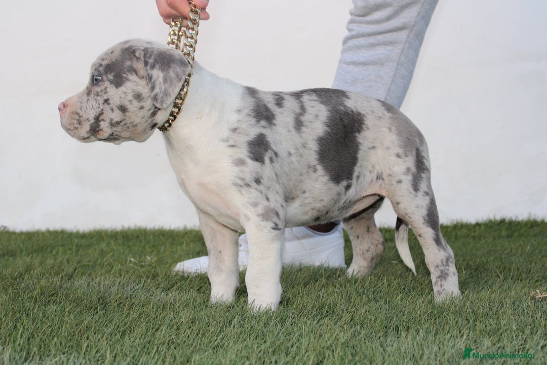 American Pit Bull Terrier perros en venta: American pitbull terrier criados en casa - Imagen 12