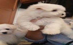 Bichón Maltés perros en venta: Bichon maltés  - Imagen 7