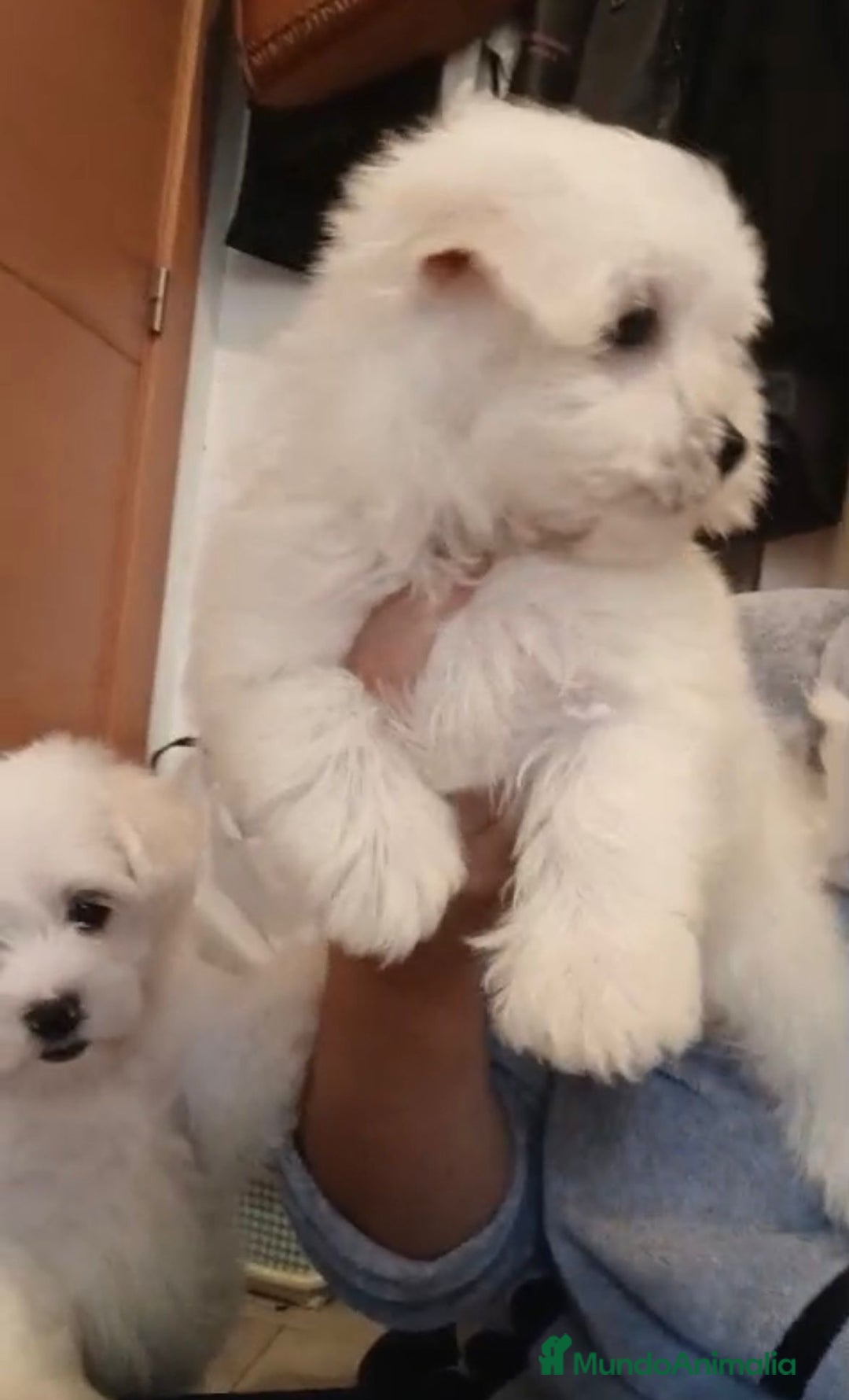 Bichón Maltés perros en venta: Bichon maltés  - Imagen 7