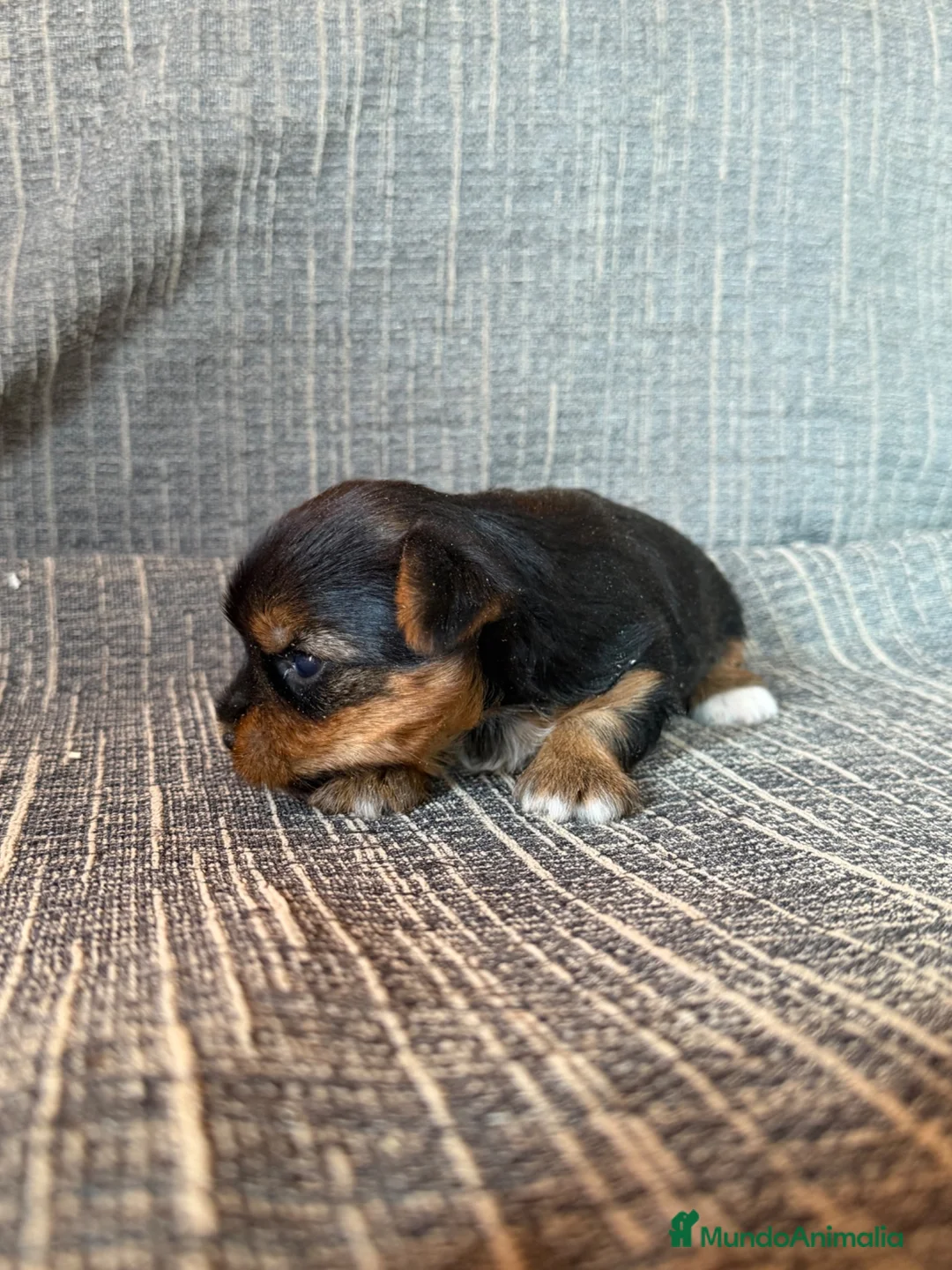 Yorkshire Terrier perros en venta: Yorkshire Terrier  - Anuncio 3
