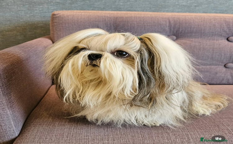Shih Tzu perros - Anuncio 1