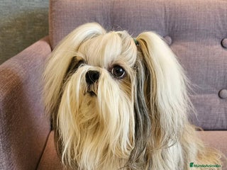 Shih Tzu perros - Anuncio 4