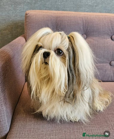 Shih Tzu perros - Anuncio 5