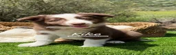 Border Collie perros en venta: CACHORRO BORDER COLLIE - Anuncio 1