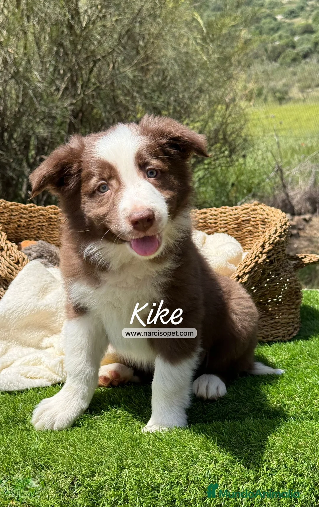 Border Collie perros en venta: CACHORRO BORDER COLLIE - Anuncio 1