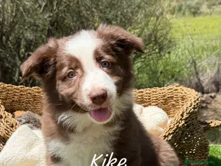 Border Collie perros CACHORRO BORDER COLLIE - Anuncio 32