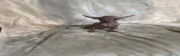Pinscher Miniatura perros en venta: Preciosos pinscher miniatura rojos🐶🐾 en Cáceres - Anuncio 6