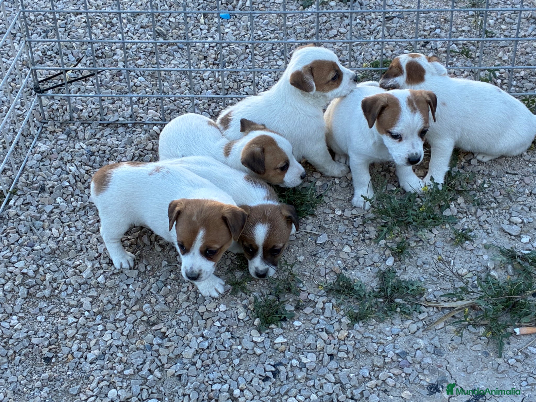 Jack Russell Terrier perros Cachorros de Jack russell  - Anuncio 11