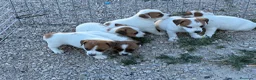 Jack Russell Terrier perros en venta: Cachorros de Jack russell  - Anuncio 1