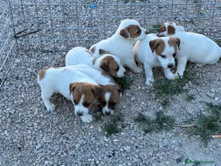 Jack Russell Terrier perros Cachorros de Jack russell - Anuncio 11