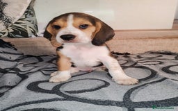 Beagle perros en venta: Beagle  - Imagen 4