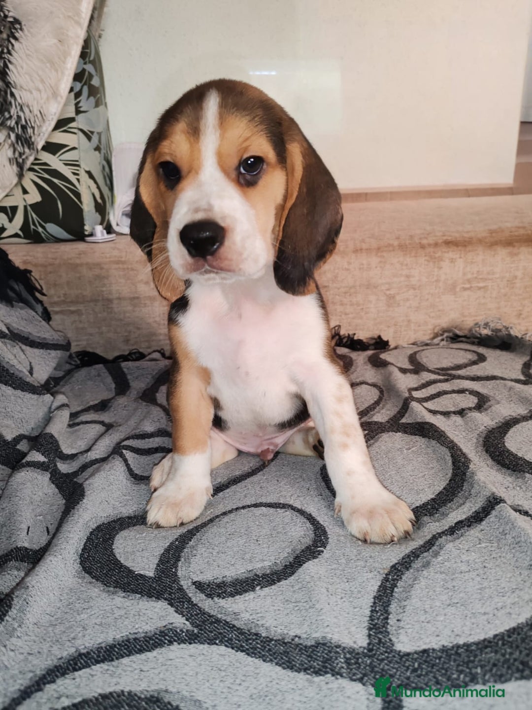 Beagle perros en venta: Beagle  - Imagen 4