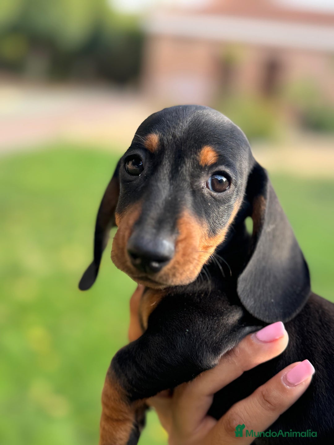 Teckel Miniatura perros en venta: TECKEL KANINCHEN - TECKEL DEL PALMERAL - Anuncio 3