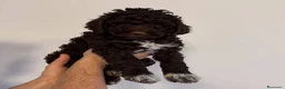 Perro de Agua Español perros en venta: PERRO DE AGUA LISTOS PARA ENTREGAR  - Anuncio 4