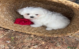 Bichón Maltés perros en venta: Bichon Maltés Toy muy buenas lineas  - Imagen 3