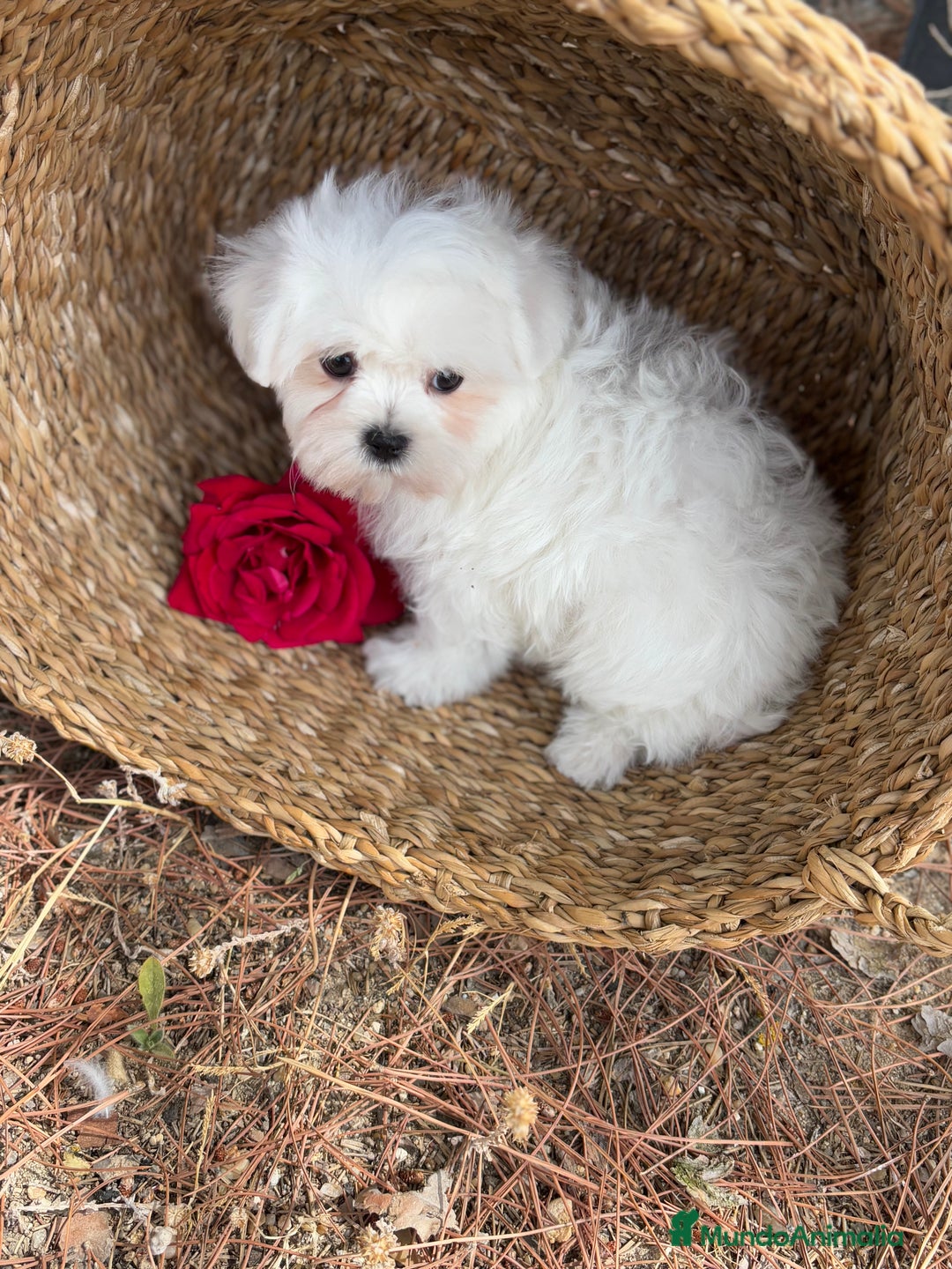 Bichón Maltés perros en venta: Bichon Maltés Toy muy buenas lineas  - Imagen 3