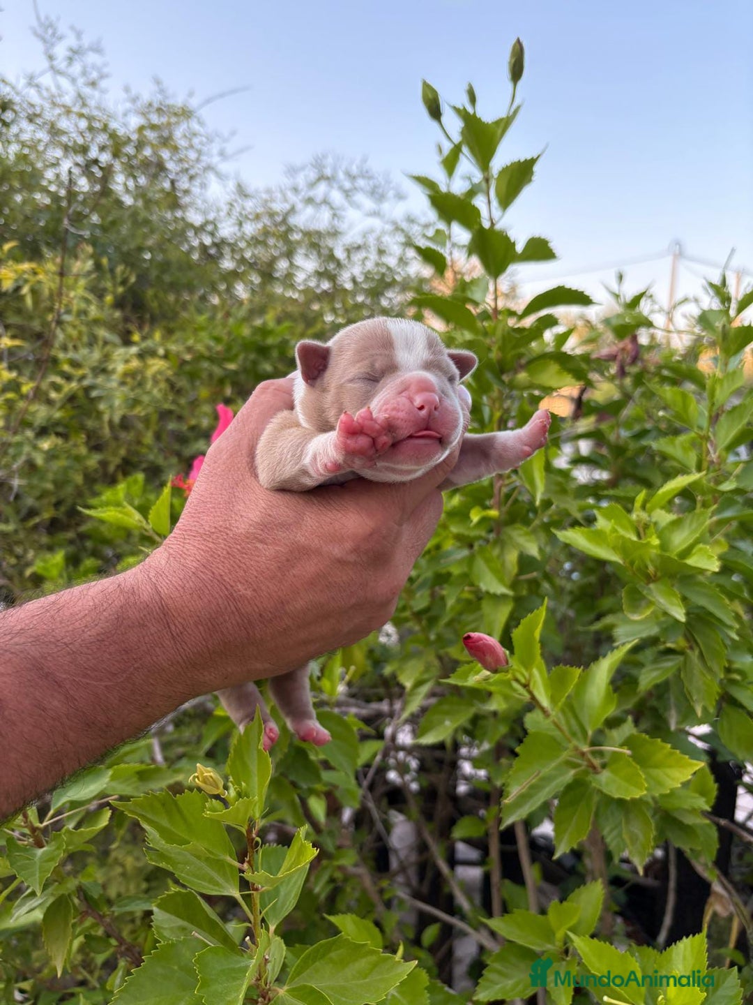 American Bully perros en venta: American Bully Pocket  - Imagen 2