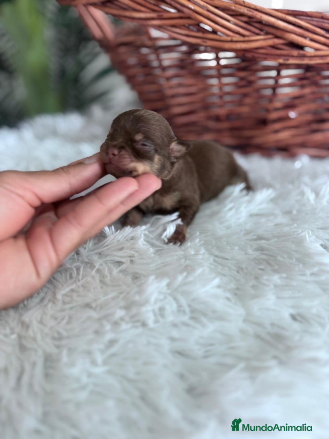 Chihuahua perros en venta: CHIHUAHUA HEMBRA CHOCOLATE & TAN - Imagen 1
