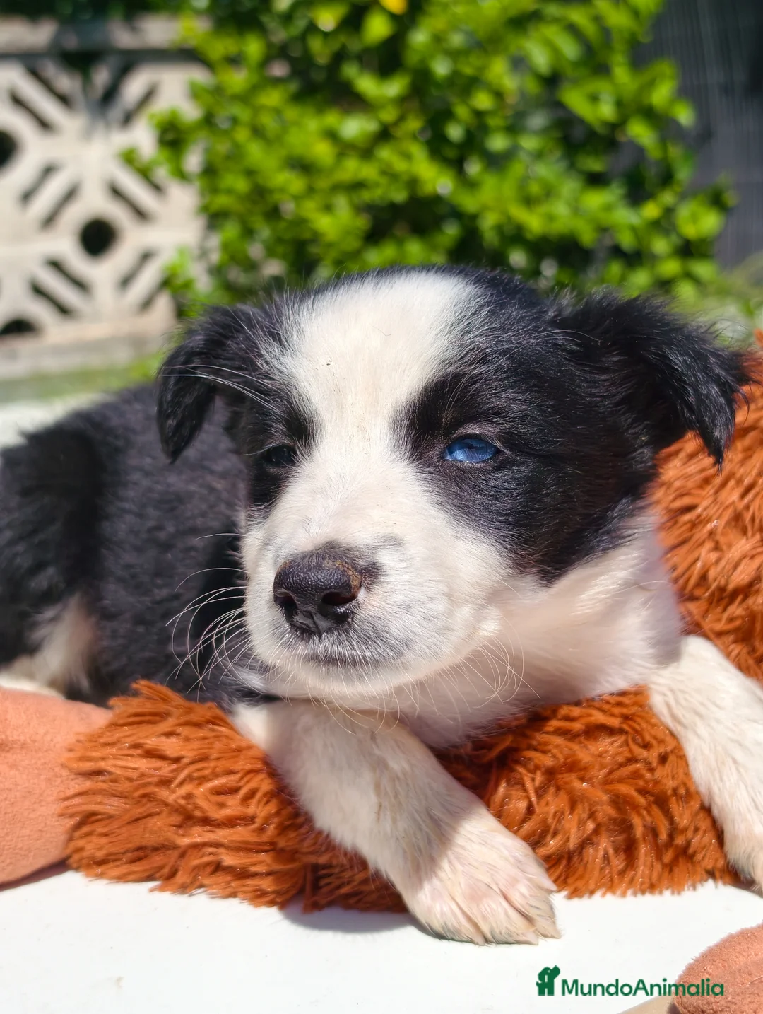 Border Collie perros en venta: Border collie bicolor  - Anuncio 3