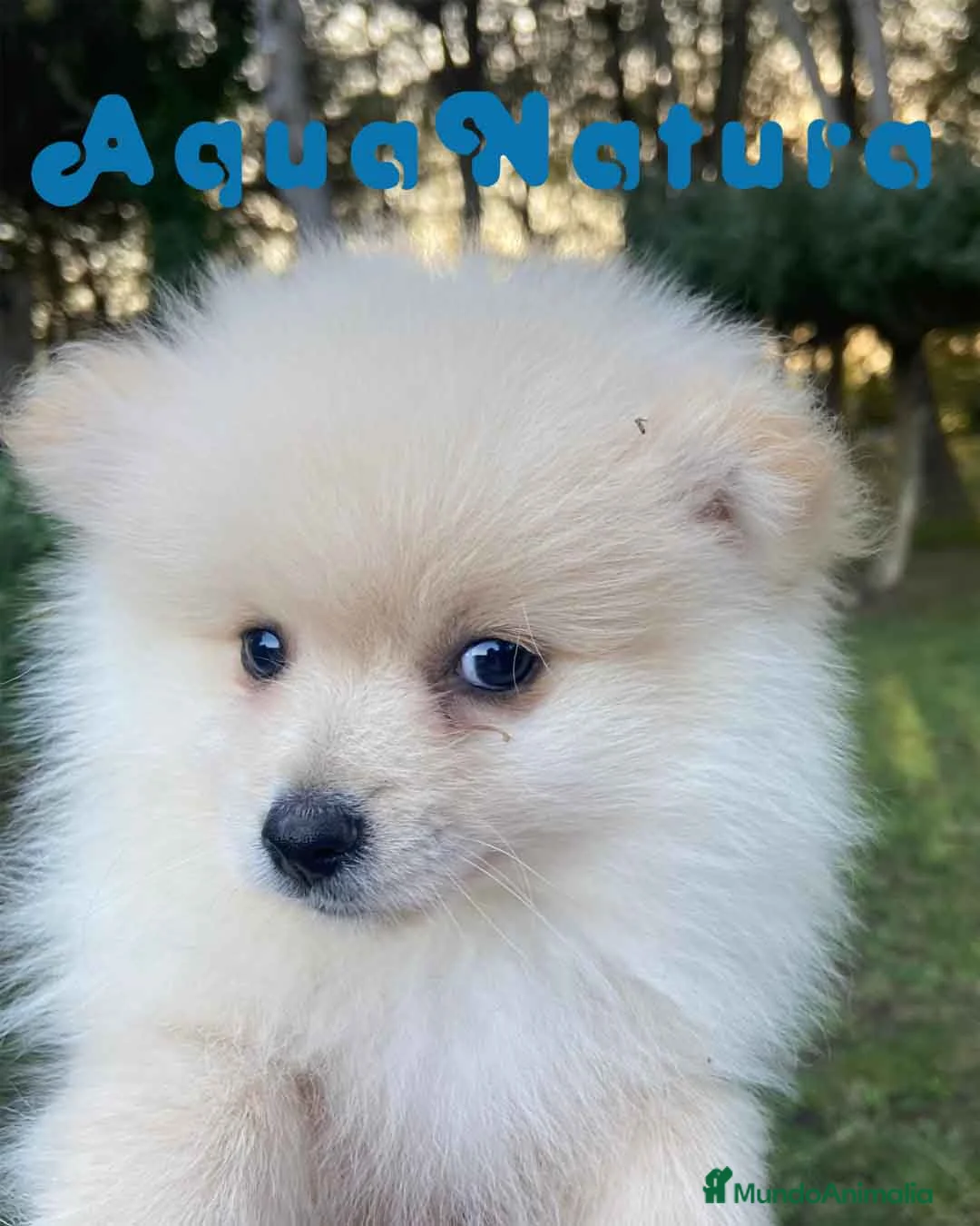 Pomerania perros en venta: Pomerania Macho 7515 - AQUANATURA en Barcelona - Anuncio 4