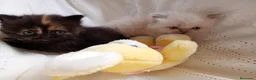 Himalayo gatos en venta: Disponible gatito persa himalayo - Anuncio 8