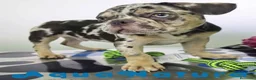 Bulldog Francés perros en venta: Bulldog Frances Macho (ref 9811) - Anuncio 2