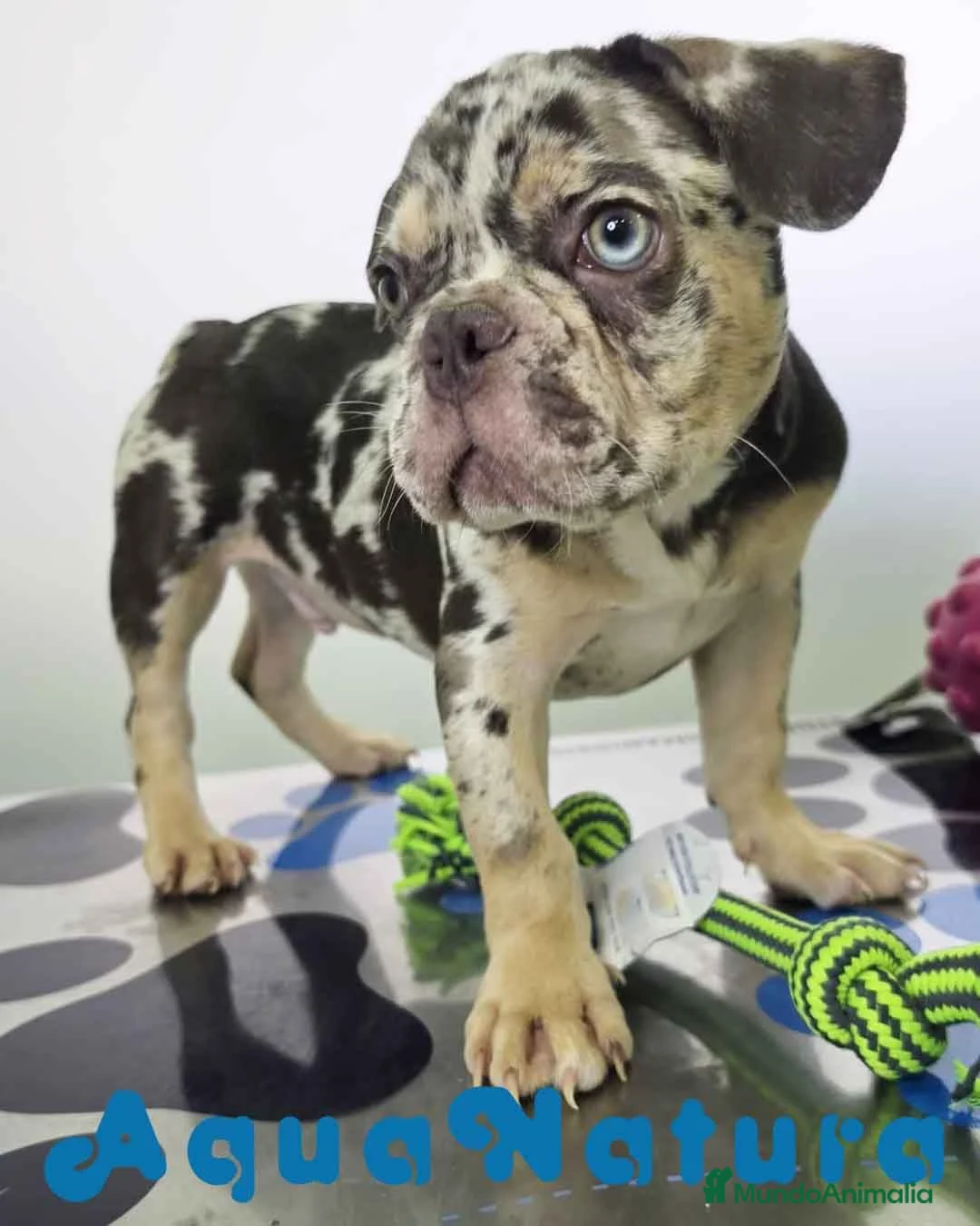 Bulldog Francés perros en venta: Bulldog Frances Macho (ref 9811) - Anuncio 2