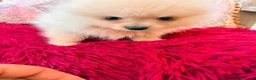 Pomerania perros en venta: Pomerania toy - Anuncio 9
