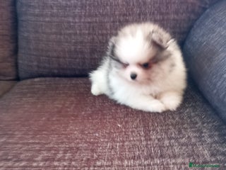 Pomerania perros - Anuncio 7