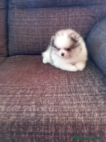 Pomerania perros - Anuncio 7